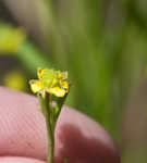 Low spearwort